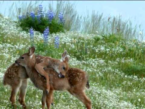 نمانده چرا در زمانه ما رنگ مهر و وفا الهه