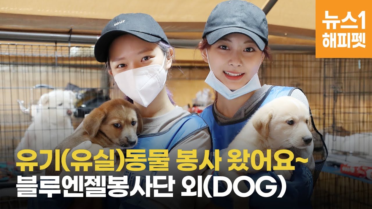 Twiceは犬愛が強め 保護犬活動に積極的なメンバーも いぬねこ