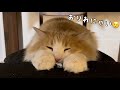 ネズミをお持ち帰りしたいけど降りられない猫が可愛い…