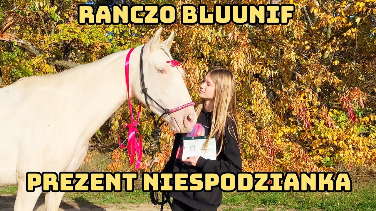CREMONA SPRZEDANA / KOŃ PREZENT NIESPODZIANKA