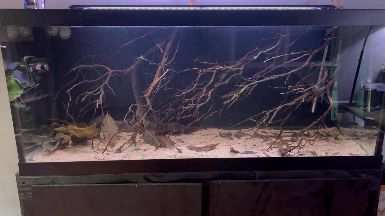 Adding The First Geophagus To The 75 Gallon South American Biotope