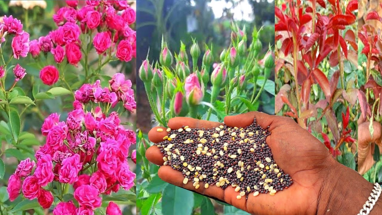 1ரூபாய் செலவில் பல வருடங்களாக பூக்காத செடிகளை பூக்க வைக்க இதை கொடுங்கள்-_ howtomake rose fertilizer