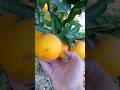 #MaltaGarden#FruitOrchard  #NaturalBeauty#ytshorts