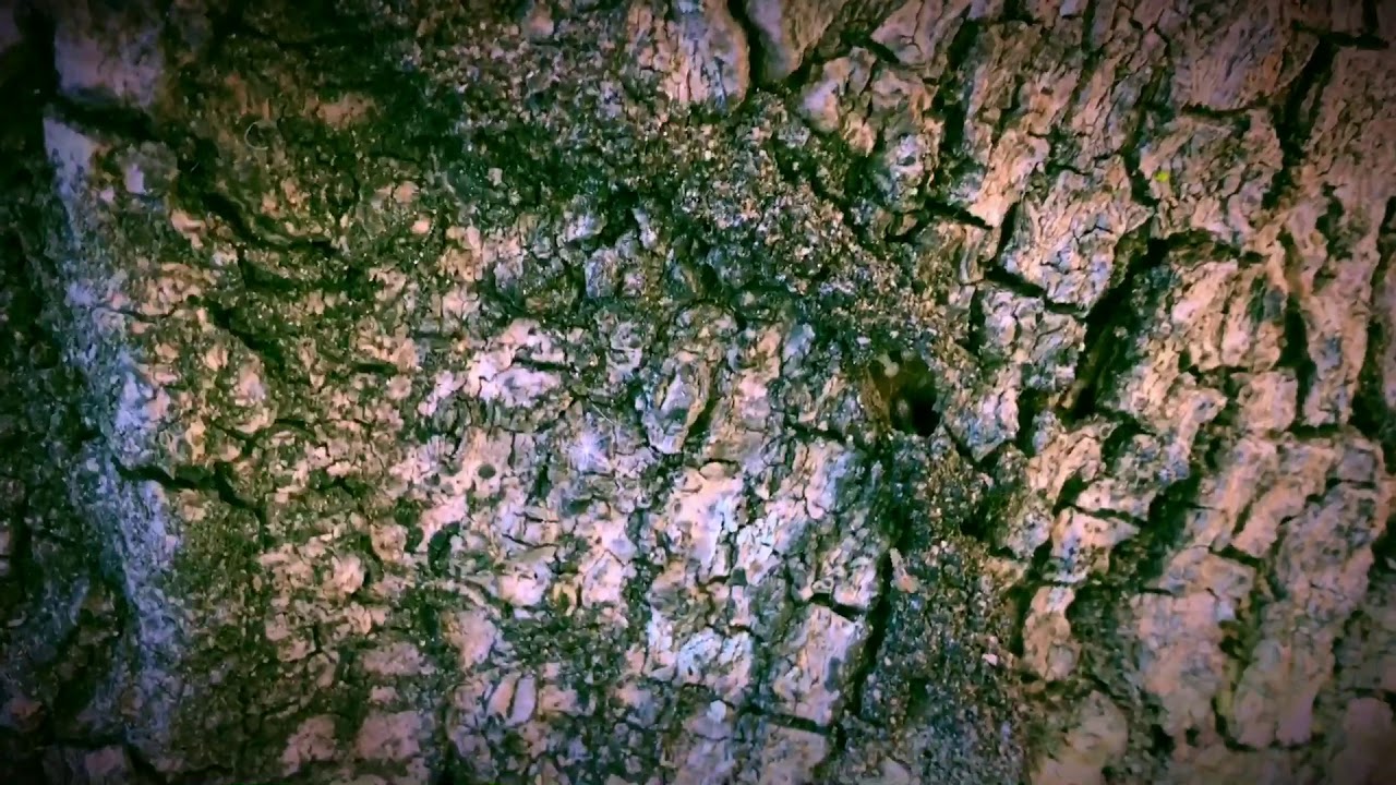 Termite treatment and control Brisbane using termite baiting