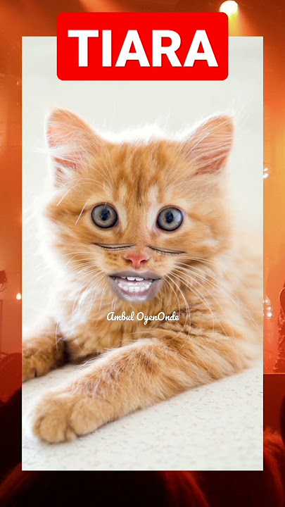 ‼️KUCING LUCU‼️Tiara cover #shorts #ytshorts #funnyvideo