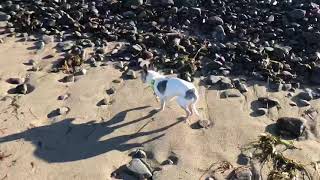Nacho on the Beach! Adopt him today at The Pixie Project!