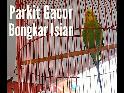 Masteran Parkit Gacor Bongkar Isian Youtube