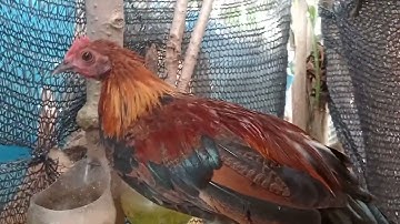 10 (6) Saib me nyuam qaib f1 f2 nawb cov phooj ywg nyiam qaib qu 2024