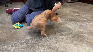 Emmy. Cavapoo