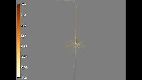 Pyramidal neuron stimulation rendered using Neuronvisio