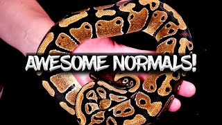 Normal Ball Pythons are Awesome Too! Profile