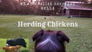 My Australian Shepherd herding chickens and more!