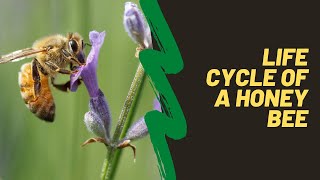 The Life Cycle Of A Honey Bee Video For Kids - Complete Metamorphosis of a Bee