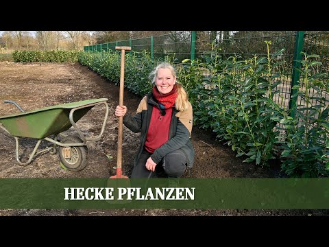 Video: Brauchen Kirschlorbeer Dünger: Tipps zur Kirschlorbeerfütterung im Garten