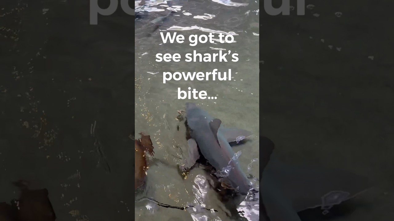 How strong is a shark’s bite? 