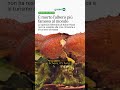 È morto l’albero più famoso al mondo