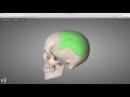 Anatomie de los parietal