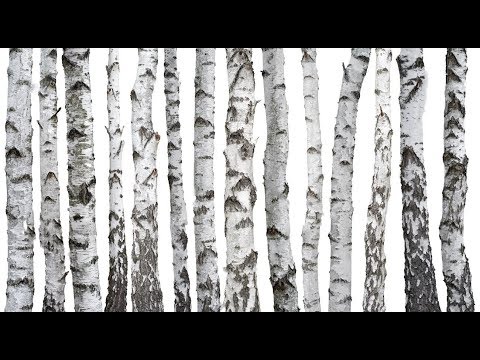 Video: Abedul De Carelia (26 Fotos): Productos De Madera, La Textura Donde Crece El árbol, Cómo Distinguirlo De Uno Ordinario, Color De Corte, Cómo Se Ve