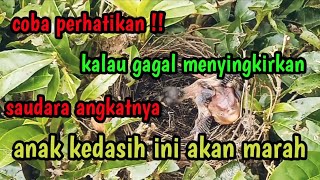 anak burung kedasih berusaha menyingkirkan saudara angkatnya part2#cuckoo #cuckoobird#burungjahat