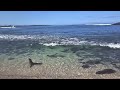 Sea lions - Playa Punta Carola
