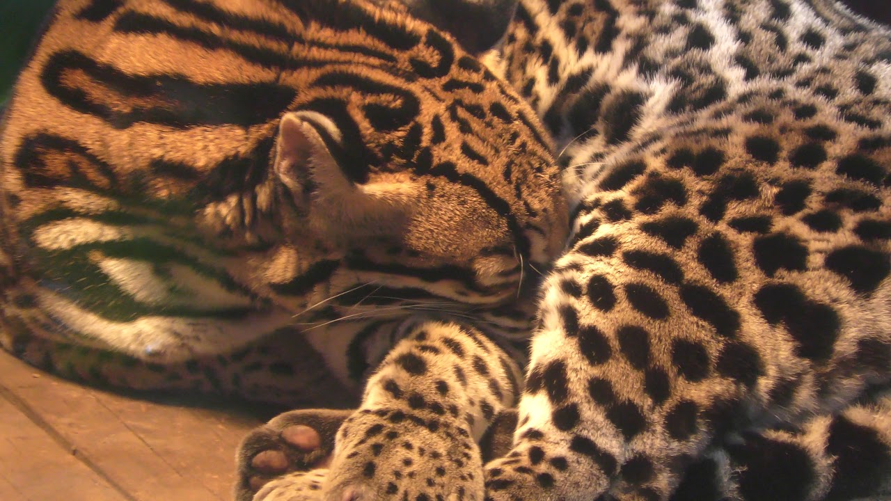 おやすみオセロット よこはま動物園ズーラシア 17年11月23日 Youtube