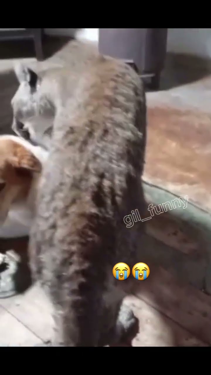 Doggyo was like I knew I couldn’t trust u