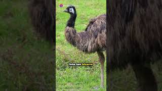 Bizarre Bytes 10 Weird History Facts