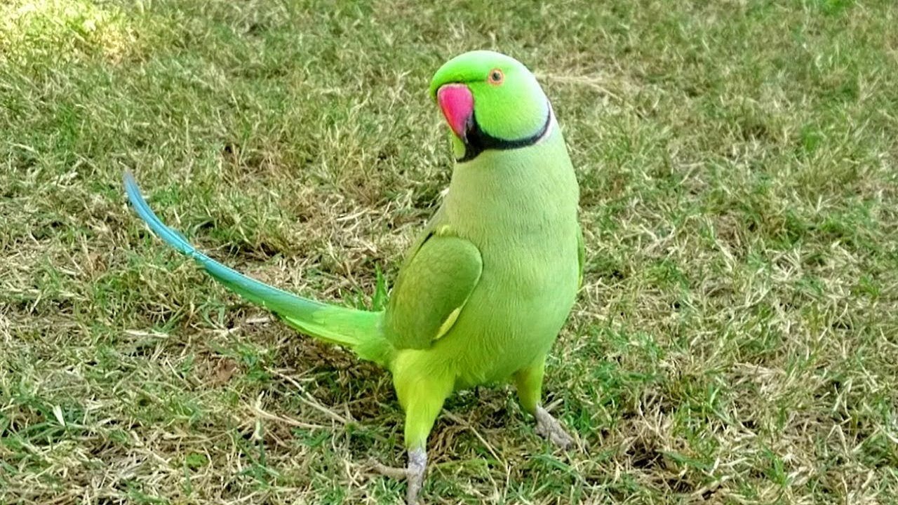 Happy parrot sounds