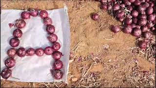 INDRINA ONION 🧅🧅🧅🧅 NEW VERAYTI NUNHEMS INDIA PRIVATE LIMITED  9991279789 Resimi