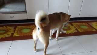 Kirei Playing With Yuka - 1