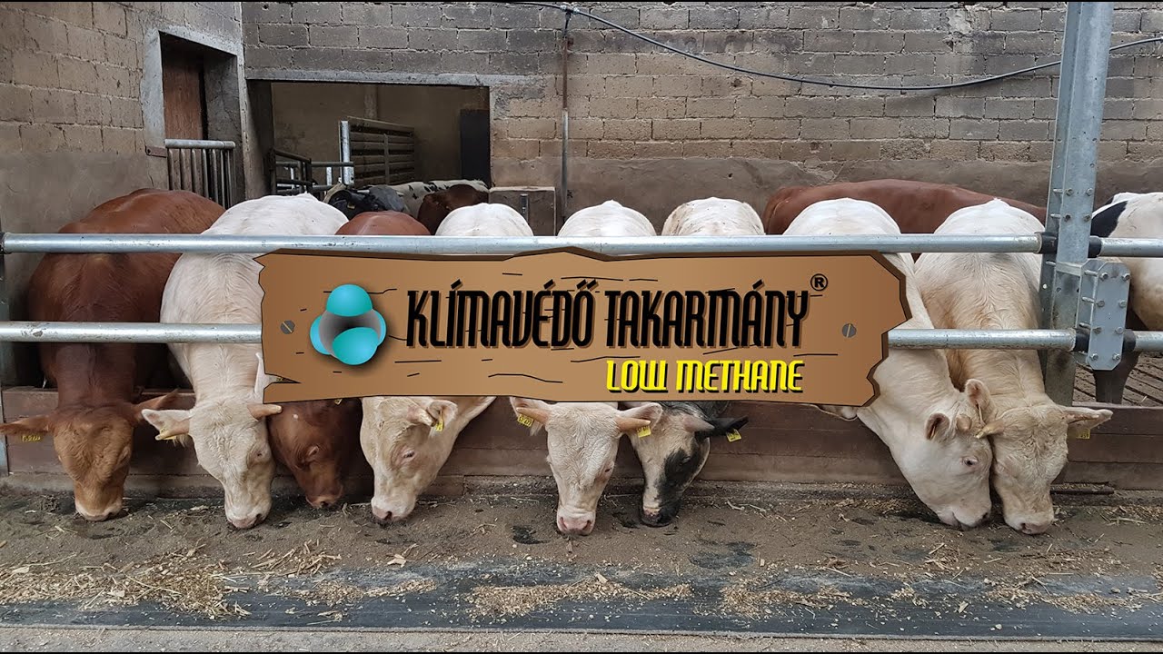 Húsmarha takarmányozása Heiner Jaeger Németország Heinsberg