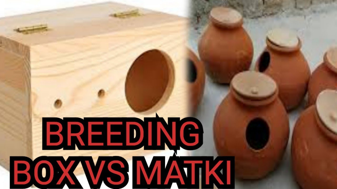 Love Birds Ke Lye  Breeding Box Best hai Ya Matki | Love Birds Breeding Box VS Matki | 