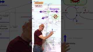 1-Minute Metabolism - MCAT - 5 Branches from glycolysis