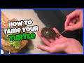 How To Tame Your Pet TURTLE!