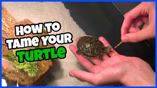 How To Tame Your Pet TURTLE!
