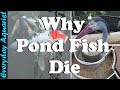 3 Reasons Pond Fish Die | Goldfish & Koi