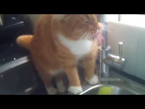 funny-orange-cat-drinking-water