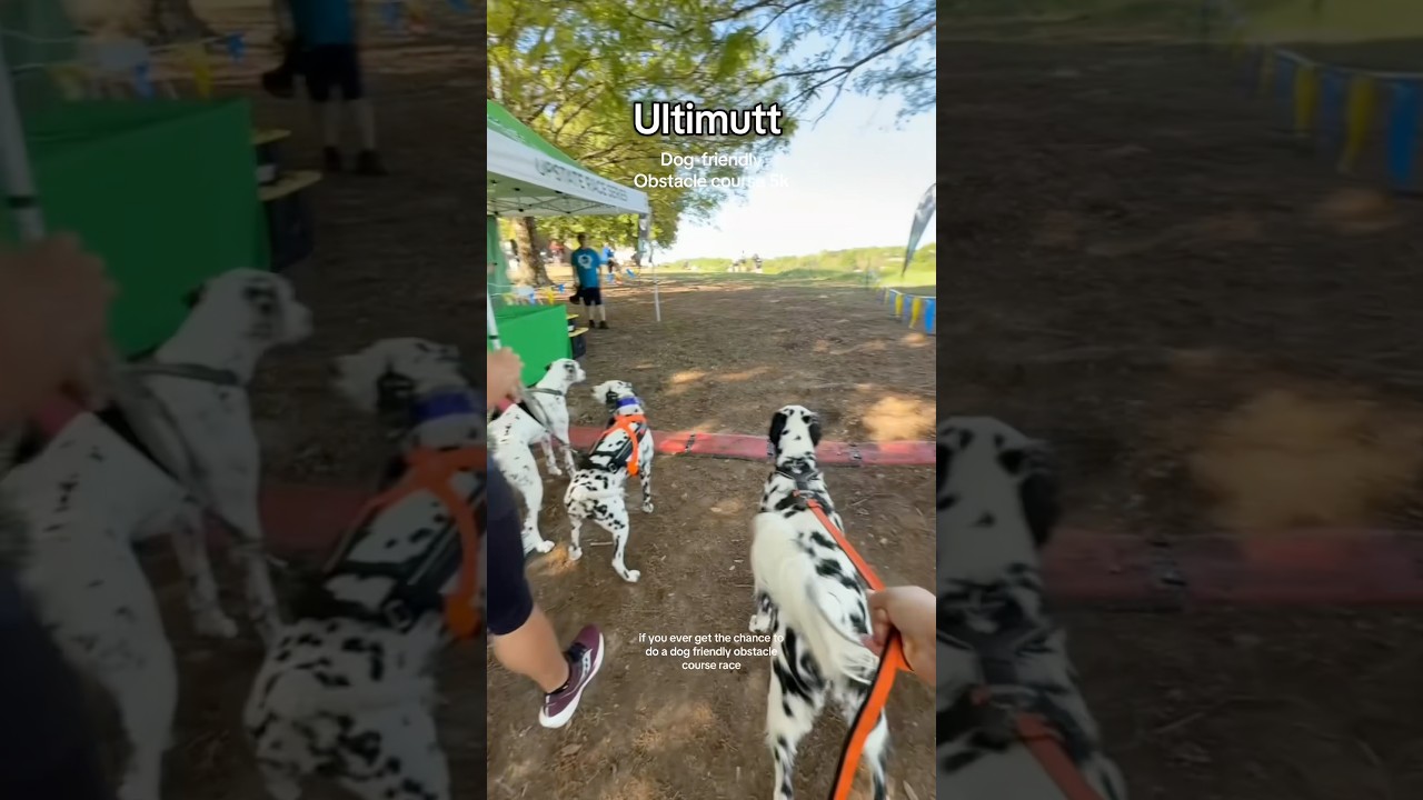 Ultimutt 5k - dog friendly obstacle course race! 