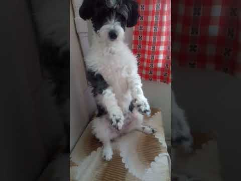 Как Бимачка любит здороваться.