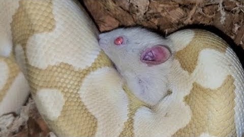 Ruby Eye Rat For Banana Python / Warning Live Feeding