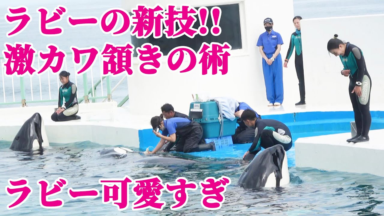 反則級の可愛さ!!ラビーの新技「頷きの術」鴨川シーワールド シャチ KamogawaSeaWorld killerwhale