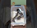 ⚠️ Caution : BALL PYTHON TAKE DOWN VIDEO (13) || SUPREMO eXo Pet #supremoexopet #supremo