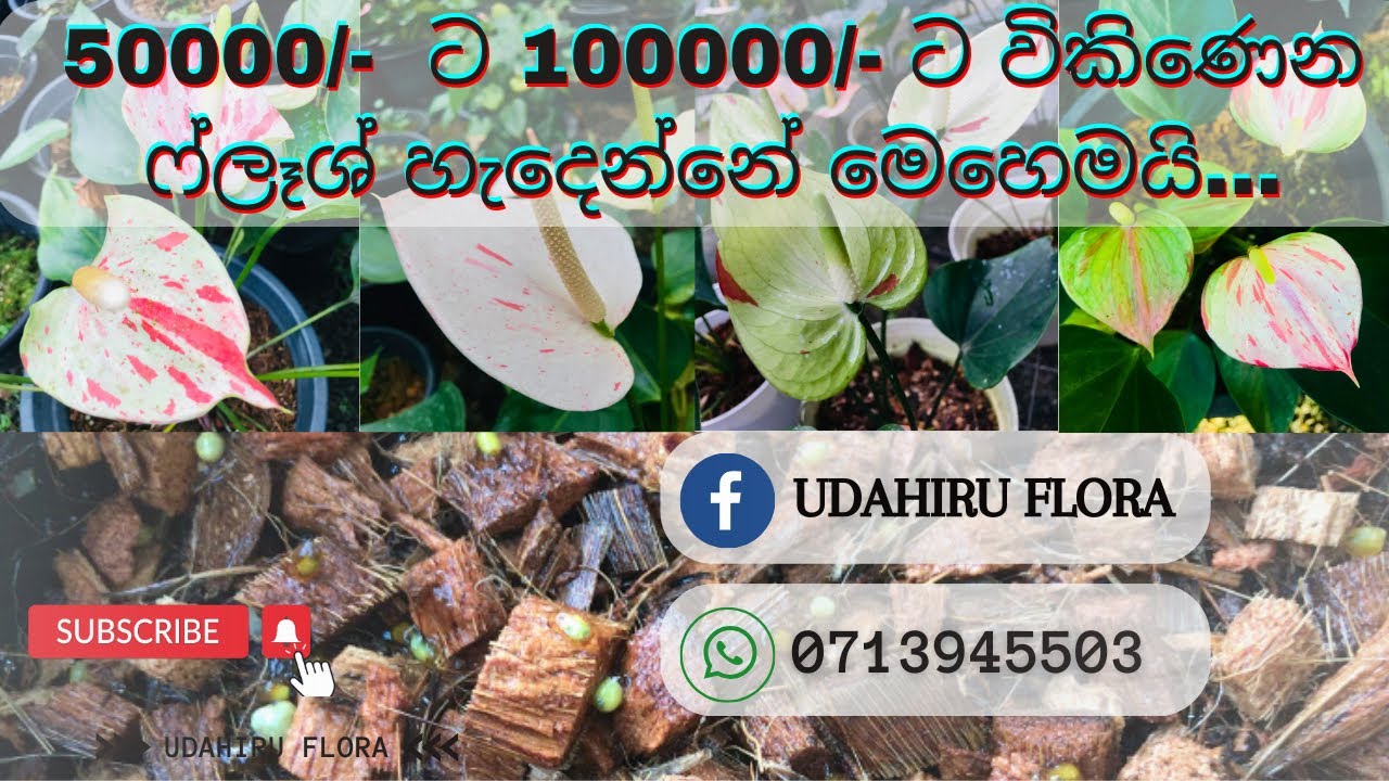 🦋ෆ්ලෑශ් හැදෙන්නෙ මෙහෙමයි | ඔයාලත් try කරන්න #anthurium #srilanka #udahiruflora  ​⁠@UdahiruFlora97