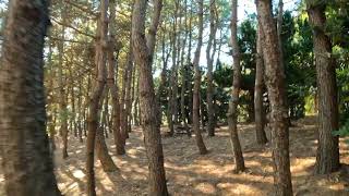 FRS-NOV23-01 | Sunlit Path Through the Trees (Royalty-Free) | Nature_Raw