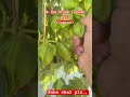Cyprus Cyprusvisa Wallnut Tree Trending Treelovers Viral Shorts Fyi Fyp Shortvideo Facts Nature Cyprus Cyprusvisa Wallnut Tree Trending Treelovers Viral Shorts Fyi Fyp Shortvideo Facts Nature
