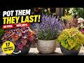 17 Effortless Perennials That Thrive in Pots (Low-Maintenance Container Gardening)