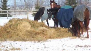 Northfield Farms Randoms 2007-April 2008