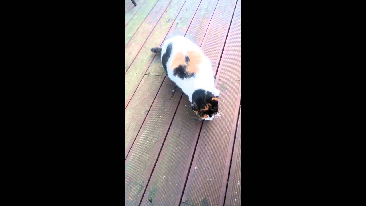 [핑맨] 길고양이에게 밥을 줬다