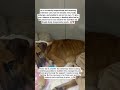 🙏 Please stand with Leon today and help us give him the chance he deserves. ❤️🐾