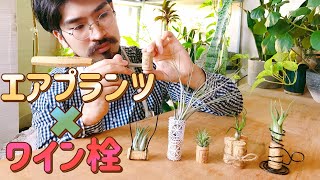 ダイソーのチランジアを100倍オシャレに育てやすくするワインの